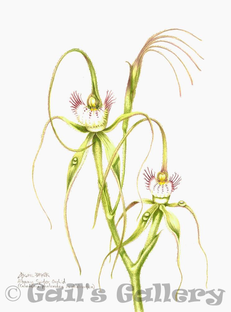 Albany Spider Orchid (Arachnorchis pholcoidea ssp Southern). Watercolour