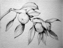 preparatory sketch for Sunshine and Oranges - graphite on NOT watercolour paper.
