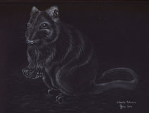Gilbert's Potoroo (Potorous gilbertii). Watercolour pencil on black HP paper, 30x230 cms. 