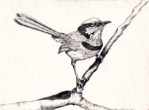 'Splendid', 2015. SPLENDID BLUE WREN, male: Albany W.A. (Malurus splendens splendens) - graphite on NOT watercolour paper, 12x20cm.