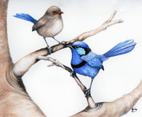 Flirting, 2016. Splendid Blue Wrens, male & female: Albany W.A. Watercolour over pencil, 250 x 220 cms.
