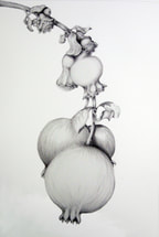 preparatory sketch for Pendant Pomegranates - graphite on HP watercolour paper.