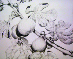 preparatory sketch for Fecund Figs - graphite on HP watercolour paper.