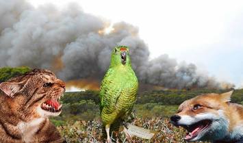 Picture - Western Ground Parrot and Friends, 2013. Digital Image.