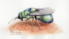 Cuckoo Wasp (f): Chrysis Sp. Small and beautiful parasitic W.A. wasp. Watercolour over pencil on HP w/c paper, 20x12 cms