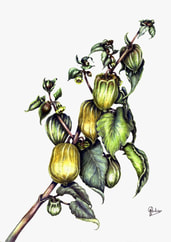 Picture - Groovy Gooseberries, 2015 - watercolour over pencil on NOT w/c paper