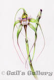 Albany Spider Orchid (Arachnorchis pholcoidea ssp pholcoidea)Picture