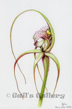 Albany Spider Orchid (Arachnorchis pholcoidea ssp pholcoidea), watercolour