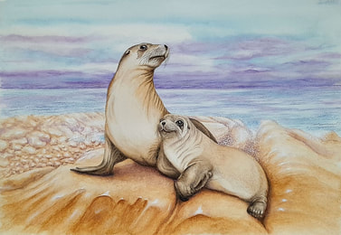 Australian Sea-lions (Neophoca cinerea), Seal Cove, Breaksea Island, Albany W.A. Original Watercolour