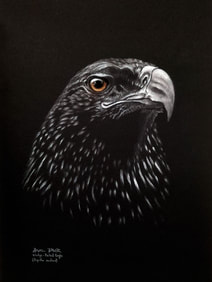 'Audacious' Wedgetail eagle (Aquila audax) (m). Pastel on black mat, 44x32cms.