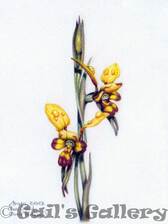 Bee Orchid (Diuris laxiflora). Watercolour