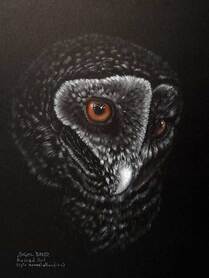 'Blodeuwedd (the Maiden)' W.A. Masked Owl (Tyto novaehollandiae). Pastel on black mat, 44x32cms. 