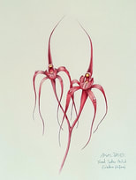 Blood Spider Orchid (Caladenia filifera) Watercolour