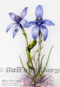 Blue Beard (aka Blue Fairy) orchid (Pheladenia deformis) watercolour