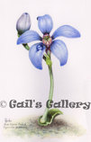 Blue China Orchid (Cyanicula gemmata) watercolour
