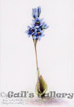 Blue Lady Orchid (Thelymitra crinita) watercolour