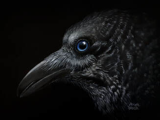 'Bram' - Australian Raven (Corvus coronoides) pastel on black mat, 15x20cms. 