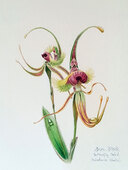 Butterfly Orchid (Caladenia lobata). Watercolour