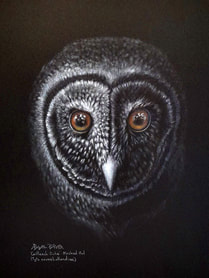 'Cailleach Ochre (the Crone)' W.A. Masked Owl (Tyto novaehollandiae). Pastel on black mat, 44x32cms. 