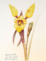 Cat Face Orchid (Diuris filifolia). Watercolour