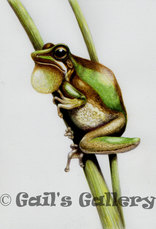 Slender Tree Frog  (Litoria adelaidensis), Albany W.A. watercolour over pencil, 16 x 20 cms.