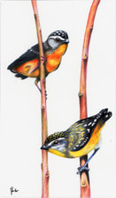 'Courting', 2016. SPOTTED PARDALOTE (m & f) (Pardalotus punctatus). Watercolour over pencil on HP w/c paper, 28x12 cms. 