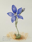 Blue China Orchid (Cyanicula gemmata) Watercolour
