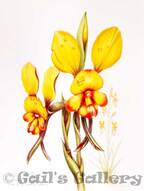 Donkey Orchid (Diuris sp. South Coast). Watercolour