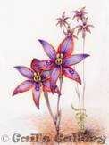 Eastern Queen of Sheba orchid (Thelymitra speciosa) W/colour