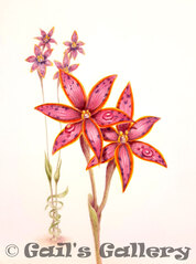Queen of Sheba orchid, watercolour