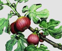 Picture - Feisty Figs, 2015. Watercolour over pencil, HP watercolour paper, 30x25 cm.