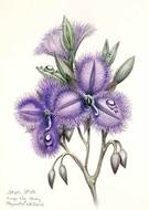 Fringe Lily (Thysanotus multiflorus). Watercolour