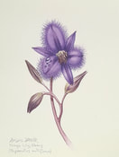 Fringe Lily (Thysanotus multiflorus). Watercolour