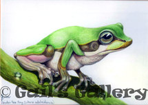 Slender Tree Frog (Litoria adelaidensis) Albany: watercolour