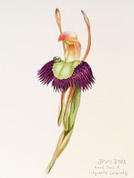 Hare Orchid (Leporella fimbriata) Watercolour