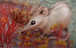 Honey Possum (Tarsipes rostratus) Watercolour