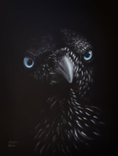 'Huginn - Odin's Raven # 1 '. Pastel on black mat, 45x32 cms. 