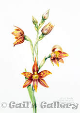 Jacksons Sun Orchid (Thelymitra jacksonii). Watercolour