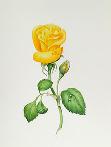 yellow rose. Watercolour, 