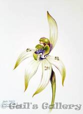 Leafless Orchid (Praecoxanthus aphyllus). Watercolour