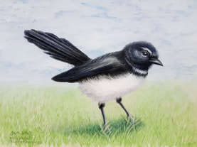 Willy Wagtail (Rhipidura leucophrys) Watercolour