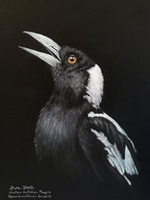 'Mr. Maggie' WA Magpie (Gymnorhina tibicen dorsalis) (m.) Pastel on black mat, 44x32cms.