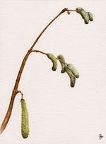 'Memories of Home: Crazy Catkins,' watercolour over pencil on NOT w/c paper