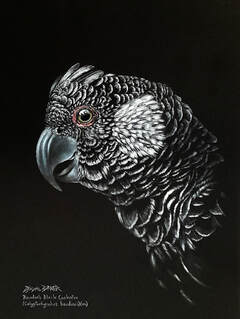 'Monsieur Baudin'. Baudin's Black Cockatoo (Calyptorhynchus baudinii) (m.) Pastel on black mat, 45x32cms. 