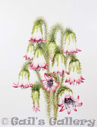  Cranbrook Bell (Darwinia meeboldii) Watercolor