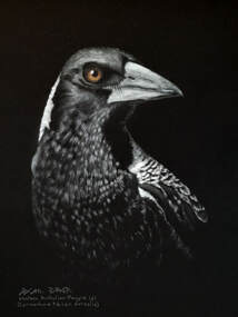 'Mrs. Maggie' WA Magpie (Gymnorhina tibicen dorsalis) (f) Pastel on black mat, 44x32cms.