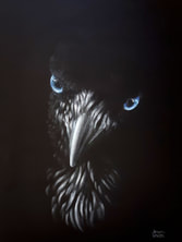 'Muninn - Odin's Raven # 2 '. Pastel on black mat, 45x32 cms.