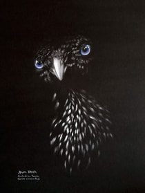 'Nevermore...' Australian Raven (Corvus coronoides). Pastel on black mat, 44x32cms.