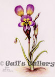 Pansy Orchid (Diuris longifolia) watercolour
