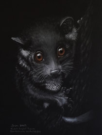 'Percival Possum' Western Ringtail Possum (Pseudocheirus occidentalis)(m). Pastel on black mat, 44x32cms.